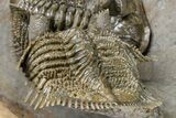 Triple Erbenochile Trilobite Association - Foum Zguid, Morocco #381177-10
